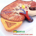 KIDNEY02(12431) Oversize Plastic Kidney with Stand 3 Time Enlarge Life Size Medical Anatomy